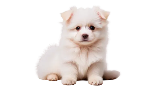 white dog,samoyedic,blonde dog,dog pure-breed,samoyed,huichon,atka,cute puppy,westie,adverb,mixed breed dog,samoyeds,dog breed,maltese,puppy shetland sheepdog,parvo,parvovirus,kishu,canidae,jack russell terrier,Illustration,Japanese style,Japanese Style 21