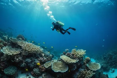 underwater diver in a blue trunks swims to the bottom of the sea for a pearl,raja ampat,coral reef,wakatobi,bajau,coral reefs,bunaken,scuba diving,scuba,long reef,great barrier reef,underwater backgro