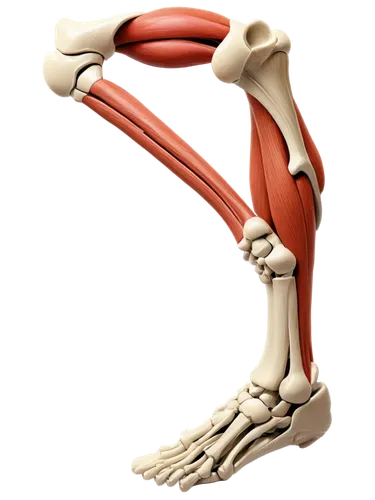 ulna,hindlimb,ligamentum,metacarpal,musculoskeletal,metatarsus,forelimb,osteoporotic,osteocalcin,metacarpals,osteoarthritis,artificial joint,leg bone,osteopenia,osteomalacia,orthopedics,sesamoid,thighbone,ligamentous,tibia,Illustration,Vector,Vector 15