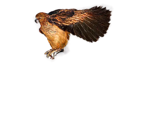 harris hawk in flight,steppe buzzard,bird flying,in flight,bird in flight,marsh harrier,flying hawk,desert buzzard,northern harrier,ganymede,red tailed hawk,kestrel,red-tailed hawk,bussard,red tail hawk,buteo,rapace,ferruginous hawk,steppe eagle,falconidae,Art,Artistic Painting,Artistic Painting 36