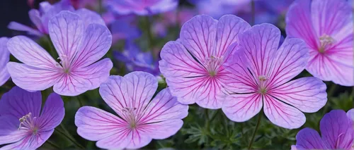 petunias,phlox,garden phlox,cosmea bipinnata,geranium pink,cosmea,pink cosmea,flowers png,pink geranium,geranium sanguineum,geranium cinereum,geranium,cosmos flower,geranium maderense,aubretia,farmers market petunias,geraniums,osteospermum,cosmos flowers,violet flowers,Illustration,Realistic Fantasy,Realistic Fantasy 20