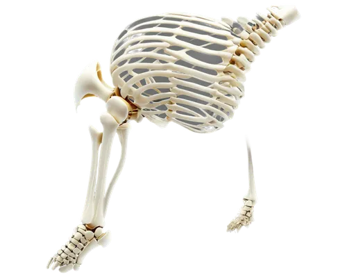 osteoporotic,skeletal,human skeleton,skeleton,osteoporosis,osteopath,osteoblast,mermaid skeleton,skeletal structure,osteopenia,osteological,bone,boneparth,skelemani,osteomalacia,osteology,skeletonized,osteitis,osteopathy,osteopaths,Illustration,Japanese style,Japanese Style 20