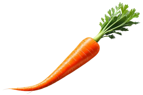 orange carrot, bright green leafy top, slightly bent, glossy surface, detailed texture, solo, center composition, soft natural light, shallow depth of field, warm color tone, realistic rendering.,carr