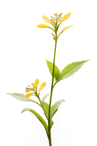 weed plant, green leaves, slender stem, yellow flowers, tiny seeds, delicate petals, soft focus, natural light, 3/4 composition, shallow depth of field, warm color tone, cinematic lighting, solo, real