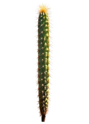 cactus,san pedro cactus,fishbone cactus,cactus digital background,peniocereus,opuntia,maguey worm,organ pipe cactus,cacti,hedgehog cactus,phytolaccaceae,acanthocereus tetragonus,moonlight cactus,dutchman's-pipe cactus,nopal,large-flowered cactus,prickle,prickly,citronella,aaa,Art,Classical Oil Painting,Classical Oil Painting 39