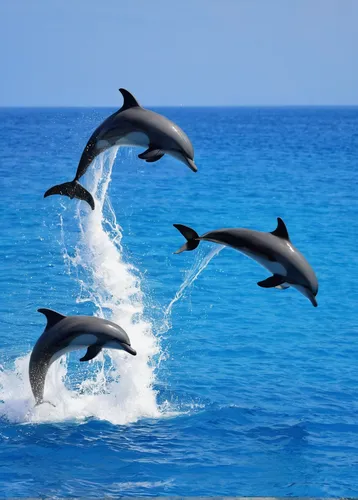 111895 download wallpaper Animals, Dolfins, Sea, Spray, Flock, Bounce, Jump screensavers and pictures for free,oceanic dolphins,common dolphins,bottlenose dolphins,dolphins,dolphins in water,dolphin b