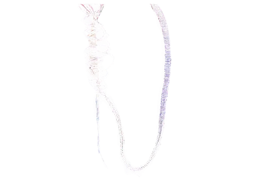 chain,elegans,collar,sinew,ercp,letter chain,iron chain,bead,island chain,baculum,transparent image,longicornis,analemma,spermatozoa,olm,quipu,kirpan,gar,genga,elongata,Illustration,Realistic Fantasy,Realistic Fantasy 19