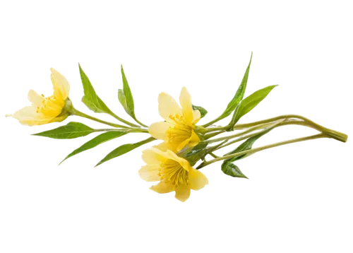 peruvian lily,flowers png,freesia,freesias,jonquil,tulipa sylvestris,cutleaf evening primrose,ylang-ylang,carolina jasmine,evening primrose family,hemerocallis,easter lilies,hemerocallis fulva,chloraea,trollius download,common evening primrose,jasminum sambac,jonquils,fritillaria,perforate st john's wort,Conceptual Art,Graffiti Art,Graffiti Art 06