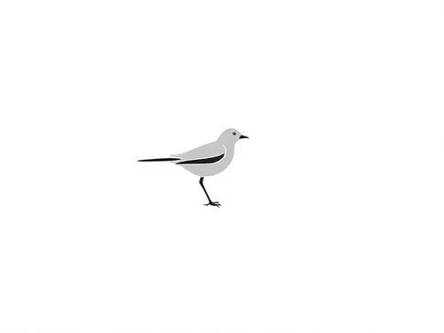 a seagull is standing on one leg and legs,white wagtail,laughing gull,luginbill,black-headed gull,large white-headed gull,black headed gull,Design Sketch,Design Sketch,Rough Outline