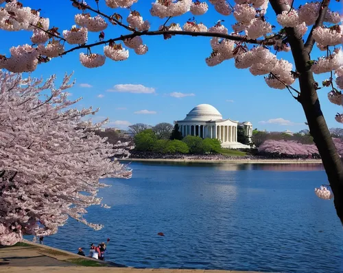 thomas jefferson memorial,jefferson memorial,cherry blossom festival,the cherry blossoms,tidal basin,jefferson monument,cherry blossoms,fair park cherry blossoms,cherry blossom tree,cold cherry blossoms,japanese cherry trees,blooming trees,cherry trees,chidori is the cherry blossoms,cherry blossom,sakura cherry blossoms,japanese cherry blossoms,autumn cherry blossoms,district of columbia,cherry blossom branch,Illustration,Abstract Fantasy,Abstract Fantasy 18