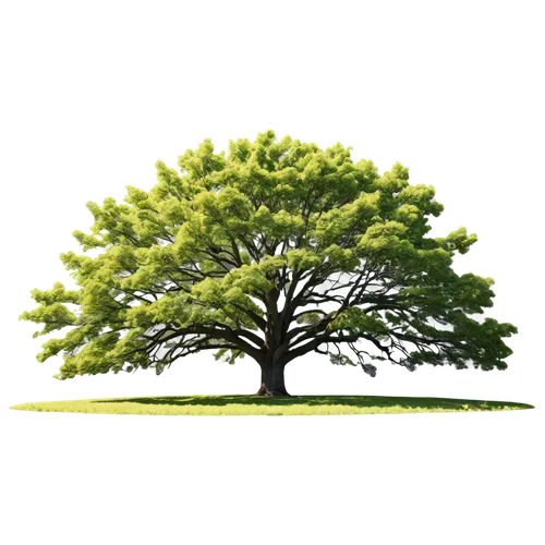 siberian elm,arbor day,californian white oak,oregon white oak,flourishing tree,bigtree,a tree,elm tree,smaller tree,american chestnut,tree,chastetree,a young tree,cardstock tree,tree white,dwarf tree,eastern black walnut,tree species,columbian spruce,rosewood tree