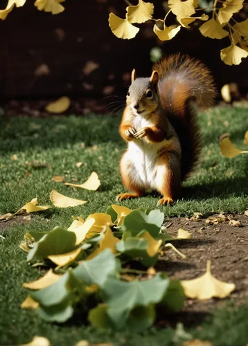 Create a humorous scenario involving a mischievous squirrel stealing ginkgo biloba leaves from a garden.,relaxed squirrel,chilling squirrel,eurasian squirrel,abert's squirrel,tree squirrel,douglas' sq