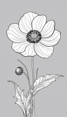 flower illustration,illustration of the flowers,cosmos caudatus,flower line art,klatschmohn,flower illustrative,minimalist flowers,flower drawing,zinnia angustifolia,cosmos bipinnatus,botanical line art,cosmea,anemone narcissiflora,cosmea bipinnata,ranunculus asiaticus,white cosmos,leucanthemum,floral poppy,flower and bird illustration,flowers png,Illustration,Black and White,Black and White 04