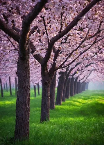 japanese cherry trees,almond trees,cherry trees,sakura trees,almond tree,cherry blossom tree,japanese cherry blossoms,cherry tree,cherry blossoms,cherry blossom in the rain,blossom tree,blooming trees,the cherry blossoms,sakura tree,almond blossoms,cherry blossom,japanese cherry blossom,sakura cherry tree,cold cherry blossoms,spring blossom,Photography,Documentary Photography,Documentary Photography 25