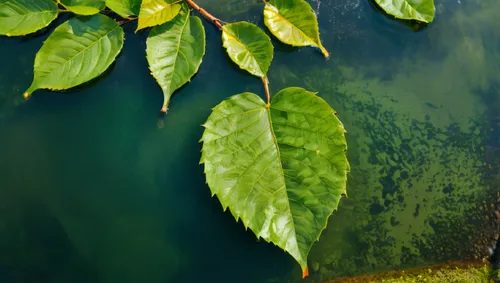 water lily leaf,aquatic plant,lotus leaves,aquatic plants,pond plants,pondweed,Photography,General,Natural