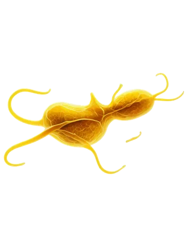 dinoflagellate,incandescent lamp,flagella,gold spangle,lab mouse icon,butterflyer,golden leaf,choanoflagellates,glowing antlers,neuroptera,solar plexus chakra,rotifer,constellation swan,opisthobranch,dinoflagellates,garridos,notochord,pylori,yellowfish,constellation swordfish,Illustration,Paper based,Paper Based 18