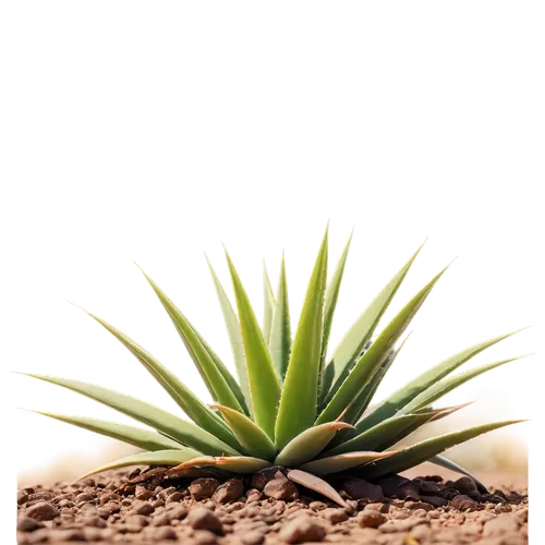 desert plant,agave,aloe,aloe vera,agave azul,cactus digital background,agave nectar,succulent plant,desert plants,coral aloe,citronella,yucca palm,aloe barbadensis,monocotyledon,desert palm,yucca,saw palmetto,sabal palmetto,pineapple plant,rank plant,Illustration,Abstract Fantasy,Abstract Fantasy 04