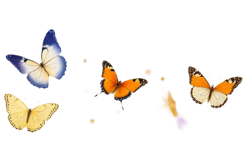 butterfly background,butterfly vector,butterfly clip art,butterflies,euphydryas,moths and butterflies,dryas julia,hesperia (butterfly),butterfly isolated,isolated butterfly,chasing butterflies,callophrys,rainbow butterflies,butterflay,butterfly effect,lycaena phlaeas,blue butterfly background,lycaena,melitaea,coenonympha tullia,Illustration,Japanese style,Japanese Style 10