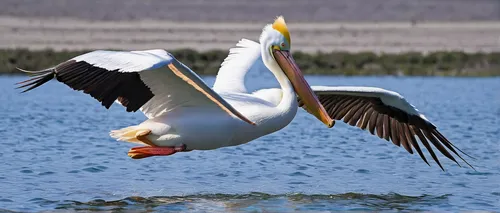 great white pelican,eastern white pelican,white pelican,great white pelicans,dalmatian pelican,pelicans,pelican,brown pelican,whooping crane,snow goose,fujian white crane,trumpeter swan,tundra swan,trumpeter swans,red-crowned crane,crane bird flying,greater flamingo,ruddy shelducks,trumpet of the swan,stork,Illustration,Abstract Fantasy,Abstract Fantasy 08