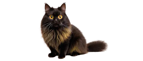 british longhair cat,norwegian forest cat,maincoon,domestic long-haired cat,hollyleaf cherry,cat vector,british semi-longhair,british longhair,german spitz mittel,felidae,oriental longhair,nebelung,pet black,breed cat,belgian shepherd,kurilian bobtail,german spitz,capricorn kitz,schipperke,belgian shepherd dog,Illustration,Black and White,Black and White 22