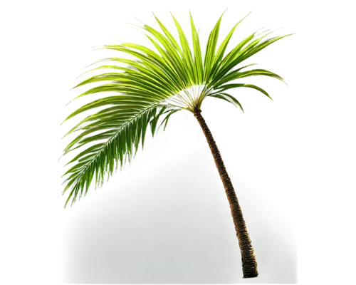 palm tree vector,palmtree,fan palm,palm tree,palmera,wine palm,palm,palmetto,coconut palm tree,arecaceae,palm fronds,cycas,palm leaf,fishtail palm,easter palm,palm blossom,palm in palm,washingtonia,coconut palm,palmettos,Illustration,Retro,Retro 10