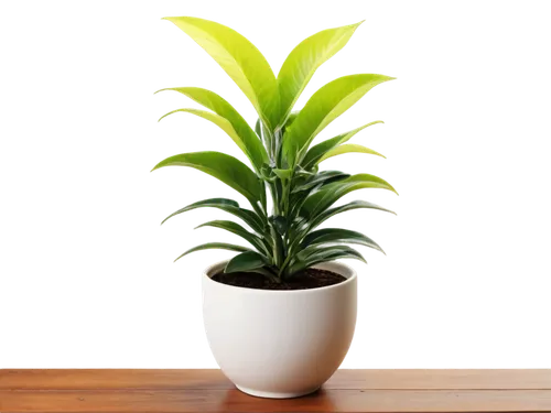 hostplant,houseplant,dracena,dracaena,green plant,potted plant,aspidistra,indoor plant,dark green plant,potted palm,zamia,guzmania,money plant,pineapple lily,bulbous plant,bromelia,plant,citronella,container plant,pot plant,Illustration,Black and White,Black and White 14