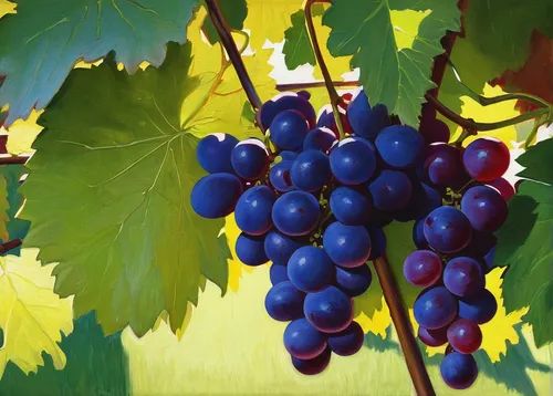 red grapes,vineyard grapes,purple grapes,grapes icon,blue grapes,grapes,wood and grapes,wine grapes,fresh grapes,viognier grapes,grapevines,wine grape,grape vines,table grapes,grape vine,unripe grapes,bunch of grapes,grape harvest,vitis,white grapes,Conceptual Art,Daily,Daily 12