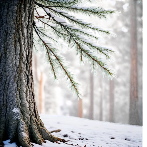 fir forest,blue spruce,eastern hemlock,fir-tree branches,spruce trees,temperate coniferous forest,fir branches,spruce tree,spruce-fir forest,snow in pine trees,fir needles,fir tree,fir branch,fir trees,evergreen trees,nordmann fir,winter forest,canadian fir,coniferous forest,coniferous,Illustration,Retro,Retro 03