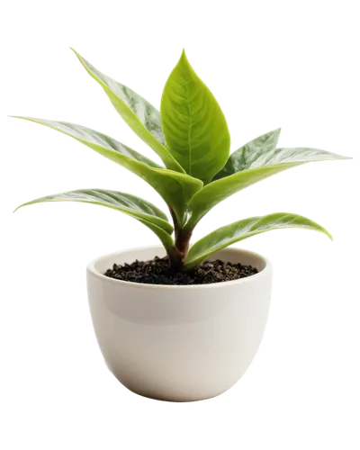 potted plant,hostplant,green plant,money plant,growth icon,dark green plant,pot plant,resprout,container plant,houseplant,oil-related plant,small plant,plant pot,seedling,aaaa,green plants,microstock,dracaena,earth pot,potted tree,Illustration,Paper based,Paper Based 08