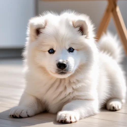 akita inu,japanese spitz,canadian eskimo dog,samoyed,american eskimo dog,icelandic sheepdog,korean jindo dog,greenland dog,cute puppy,berger blanc suisse,finnish lapphund,german spitz,eurasier,miniature siberian husky,german spitz mittel,swedish lapphund,german spitz klein,kishu,akita,shiba inu,Photography,General,Natural