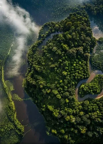 2207 The Amazon, the world's largest rainforest, showcases incredible biodiversity and a unique ecosystem.,amazonia,amazonas,rainforests,tambopata,amazonian,tropical forest,amazonica,pantanal,teleamaz