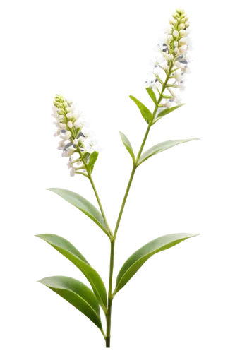 citronella,pontederia,pineapple lily,flowers png,eucomis,veratrum,striped squill,lily of the valley,lily of the field,beardtongue,gentiana,plantago,aromatic plant,oil-related plant,lily of the desert,melissa officinalis,lilly of the valley,dulcimer herb,wild horsemint,hard-leaved pocket orchid,Photography,Documentary Photography,Documentary Photography 33