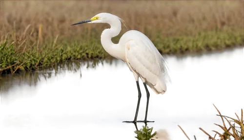 eastern great egret,great egret,egret,great white egret,white egret,egrets,gwe,egretta novaehollandiae,white heron,wading bird,egretta,reiger,little egret,ardea,cow heron,marsh bird,alcidae,spoonbill,common heron,cracidae,Illustration,Paper based,Paper Based 06