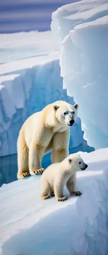 Polar bears (Ursus maritimus), cub , 15 months old, looks down onto mother animal and sibling from an iceberg, Unorganized Baffin, Baffin Island, Nunavut, Canada, North America,polar bears,ice bears,p