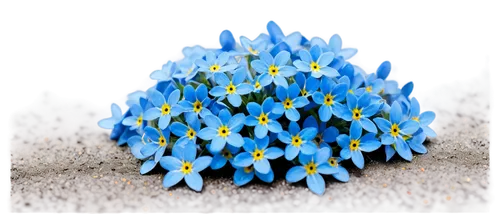 blu flower,flowers png,blue daisies,blue flower,blue petals,siberian squill,blue snowflake,chionodes,mountain bluets,starflower,blue flowers,star of bethlehem,magic star flower,flower background,daffyd,blue anemone,cornflower,spineflower,blue bonnet,daff,Photography,Fashion Photography,Fashion Photography 14