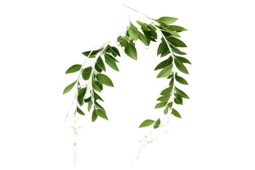 curry leaves,leaf fern,birch tree illustration,hanging plant,moringa,dried plant,currant leaves,birch tree background,dry leaves,leaves,climbing plant,thai garland,leaf branch,acacia,tulsi seeds,gum leaves,laurel clock vine,winter savory,neem,parsley leaves,Art,Artistic Painting,Artistic Painting 34