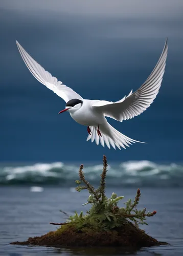 fairy tern,arctic tern,flying tern,tern bird,dove of peace,royal tern,tern flying,flying common tern,forster s tern,silver tern,tern,peace dove,black tern,tern in mist,sandwich tern,river tern,common tern,doves of peace,sea swallow,seagull in flight,Photography,Artistic Photography,Artistic Photography 13