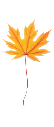 yellow maple leaf,maple leave,red maple leaf,leaf background,fall leaf,maple branch,suspended leaf,maple foliage,autumn leaf,fallen leaf,autumn leaf paper,maple leaves,maple shadow,autumn background,golden leaf,palm tree vector,yellow leaf,leaf branch,thunberg's fan maple,spring leaf background,Illustration,Japanese style,Japanese Style 21