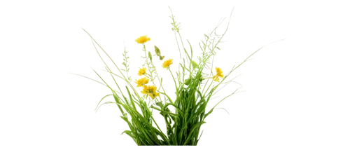 flowers png,sweet grass plant,grass blossom,grass lily,blooming grass,spikelets,lomandra,citronella,jonquils,green wheat,wheat germ grass,grape-grass lily,bromus,ornamental grass,elymus,flower background,needlegrass,cyperus,wheat grass,camelina,Photography,Documentary Photography,Documentary Photography 30