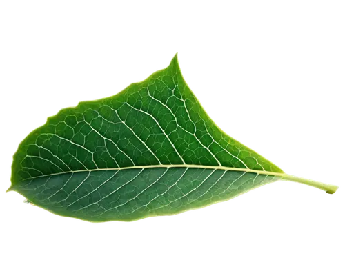 leaf background,green leaf,aaaa,spring leaf background,tree leaf,leaf green,lotus leaf,fan leaf,mape leaf,magnolia leaf,tropical leaf,mammoth leaf,leaf structure,eco,grape leaf,leaf,fig leaf,bigleaf,leaf branch,green wallpaper,Art,Classical Oil Painting,Classical Oil Painting 23