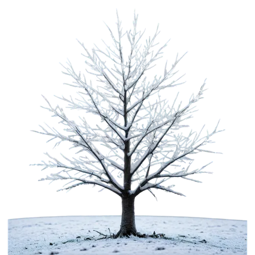 snow tree,treemsnow,birch tree background,snowy tree,winter tree,tree white,isolated tree,bare tree,silver maple,seasonal tree,cardstock tree,ornamental tree,slippery elm,winter background,siberian elm,tree thoughtless,deciduous tree,snow trees,hoarfrost,smaller tree,Conceptual Art,Daily,Daily 26