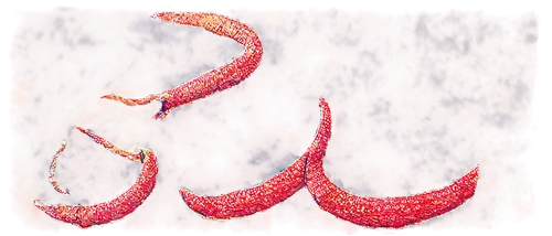 Pinworm, microscopic, parasitic worm, anus area, detailed texture, soft focus, warm color tone, close-up shot, 3/4 composition, shallow depth of field, cinematic lighting.,bloodworm,ristras,carnivoran