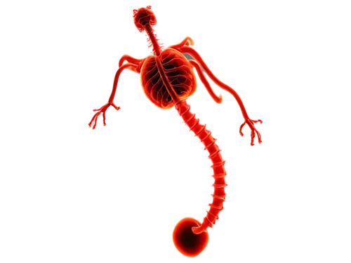 X-ray image, abdominal area, intestines twisted, bowel obstruction, contrast dye, medical diagnosis, white background, high-contrast lighting, detailed texture, 3D-like rendering, dramatic composition