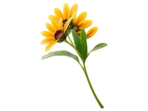 rudbeckia,calendula,calendula flower,calenduleae,yellow calendula flower,small sun flower,rudbeckia nidita,flowers png,calendula officinalis,helianthus,sunflower lace background,rudbeckia fulgida,gazania,flower background,yellow flower,rudbeckia nitida,flower wallpaper,pollinate,pollinator,african daisy,Art,Artistic Painting,Artistic Painting 03