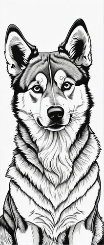 haida,line art animal,balto,underfur,mustelid,raccoon,Illustration,Black and White,Black and White 19