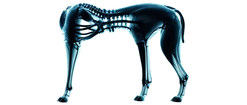 osteoarthritis,osteomyelitis,osteocalcin,osteoporotic,musculoskeletal,osteopath,osteomalacia,orthopedics,osteitis,osteopenia,osteogenic,philoxenus,radiograph,orthophosphate,tendinous,kyphosis,sacroiliac,psoas,osteopathy,osteopathic,Illustration,Paper based,Paper Based 15