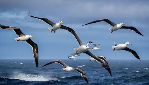 crested terns,seabirds,flying sea gulls,sea birds,western striped albatros,gulls,herring gulls,birds in flight,sea gulls,birds of the sea,flying tern,seagulls flock,migratory birds,terns,silver gulls,black headed gulls,seagulls,seagulls birds,geese flying,flying birds,Illustration,Realistic Fantasy,Realistic Fantasy 16