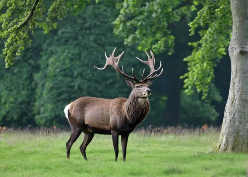 red deer,cervus elaphus,european deer,stag,roe deer,male deer,antler velvet,deer park,elk,deer bull,manchurian stag,elk bull,buck antlers,sika deer,bucks,pere davids male deer,fallow deer,deers,antler,fallow deer group,Illustration,Black and White,Black and White 26