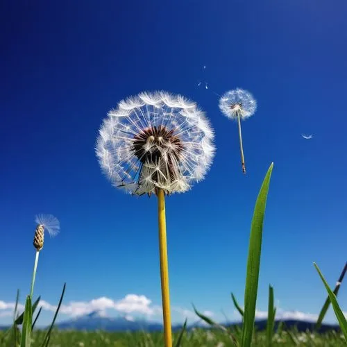 dandelion background,dandelion flying,dandelion flower,dandelion,common dandelion,flying dandelions,dandelion field,dandelions,taraxacum,dandelion seeds,dandelion meadow,dandelion parachute ball,taraxacum officinale,taraxacum ruderalia,eriophorum,cottongrass,cotton grass,thistledown,black and dandelion,meadow plant,Illustration,Abstract Fantasy,Abstract Fantasy 02