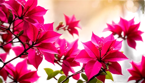 Bougainvillea flowers, vibrant pink, thorny stems, delicate petals, intricate details, morning dew, soft sunlight, 3/4 composition, shallow depth of field, warm color tone, cinematic lighting, solo, b